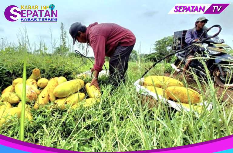 Jelang Ramadan, Petani Timun Suri di Lebak Mulai Panen, Produksi Turun akibat Hujan